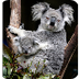 Koala Facts 