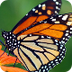 NAT GEO Monarch Butterfly