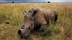 A Way To Save The Rhino