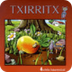 TXIRRITX