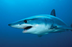 shark | fish | Encyclopedia Br