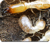 Home Termite Inspections Sydne