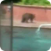 Bear cubs cool off in CA pool