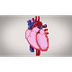 Sistema circulatorio(video).