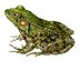 Sheppard's Frog Life-