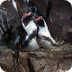 Humboldt Penguins Info