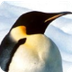 Proyecto: Los Pinguinos