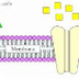 Transporte de membrana celular