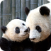 Panda Cam | San Diego Zoo
