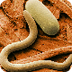 Nematode (roundworm) moving