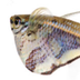 Alles over het aquarium