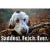 Sad Fetch