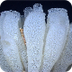 Phylum - Porifera (Sponges)