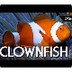 How Clownfish Choose Their Gen