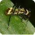 Golden Carpenter Ant facts