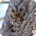 VA Owl Species