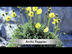 Tundra Biome Plants Video (Sei