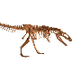 Skelet van een dinosaurus - Sc
