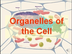 Organelles of the Cell (update