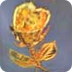 Gold Rosa