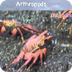 invertebrate groups - YouTube