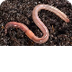 P. Annelida (segmented worms)