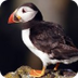 Adopt a Puffin