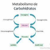 Metabolismo Carbohidratos