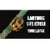 Time Lapse of Ladybug Life Cyc