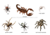 Fun Arachnids Facts for KidsEa
