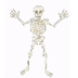 The Skeleton Dance 
