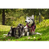 Microchips para perros