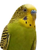 Parakeet Birds 2