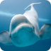 Beluga Whale Webcam