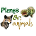 Plants & Animals - Living Thin