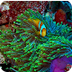 Marine Protected Areas & Ocean
