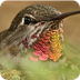 Hummingbirds for Children: fac