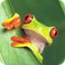 Red-Eyed Tree Frog Facts and P
