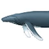 Humpback Whale Facts