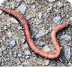 Life of an Earthworm