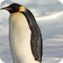 Penguins Index: The Animal Fil