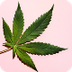 Cannabis - riesgos