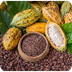 Cocoa Bean Facts