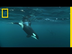 Watch Killer Whales and Humpba