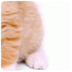 de katten site