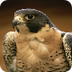 Pitt Peregrine Falcon