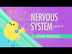 The Nervous System, Part 2 - A