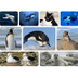 Antarctic Animals