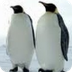 Animals in the Antarctic Ice