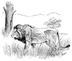 Asian Lion: Natural History No